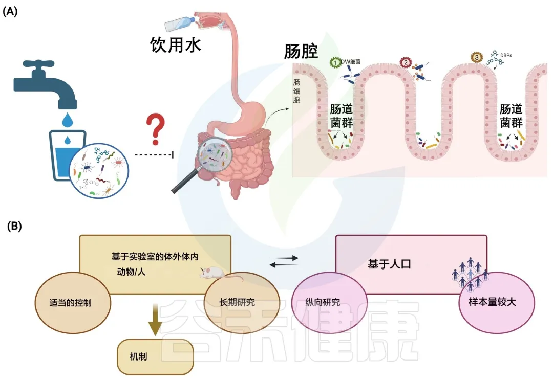 Dorea菌属 – 谷禾健康