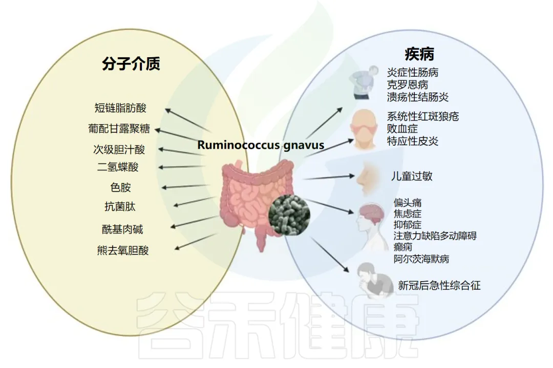 活泼瘤胃球菌（Ruminococcus gnavus）——多种疾病风险的潜在标志物 – 谷禾健康