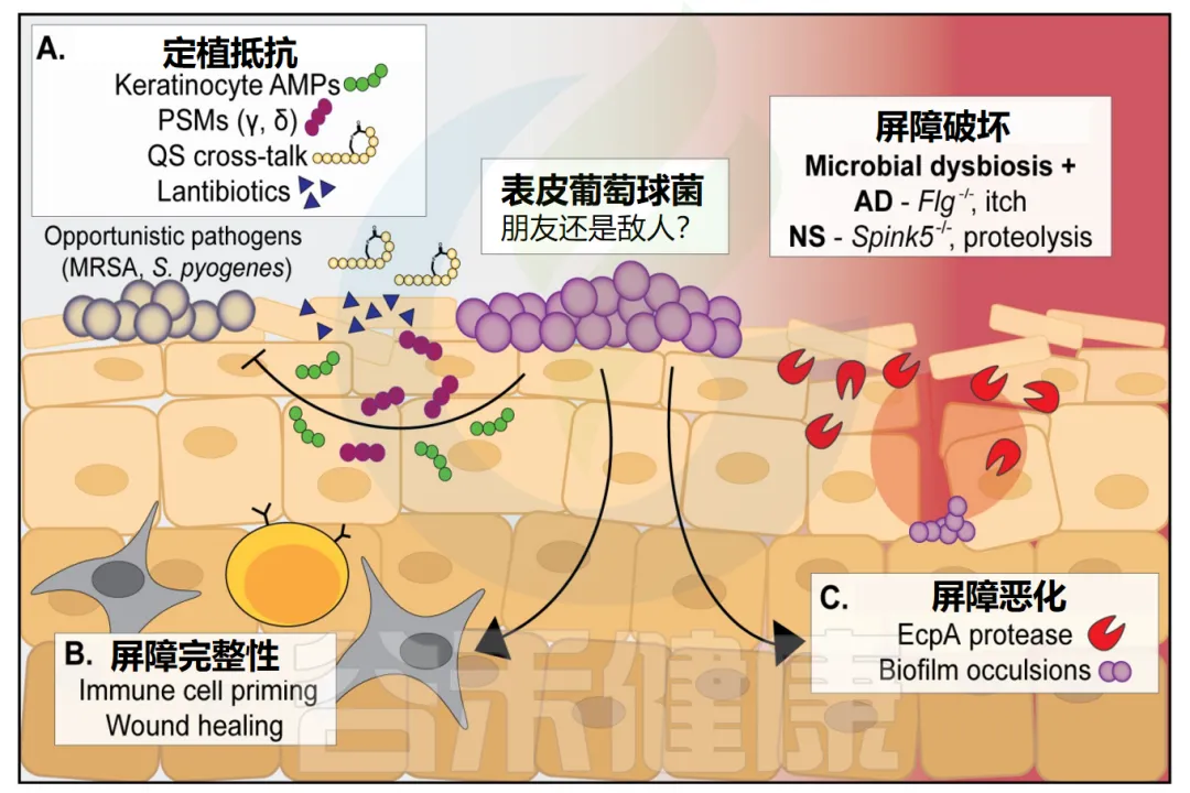 共生伙伴还是致病元凶?——全面认识葡萄球菌属(Staphylococcus) – 谷禾健康