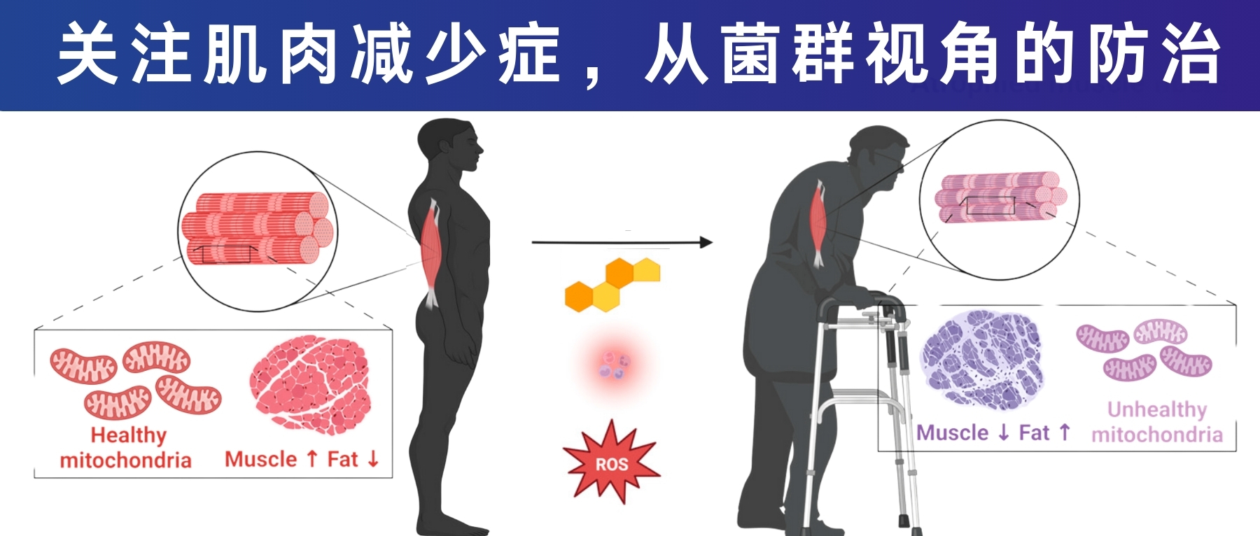 普雷沃氏菌– 谷禾健康