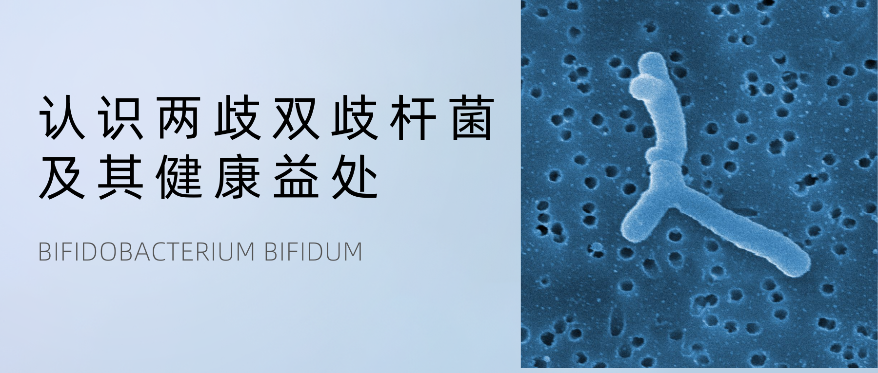 认识两歧双歧杆菌(Bifidobacterium bifidum)及其健康益处 – 谷禾健康