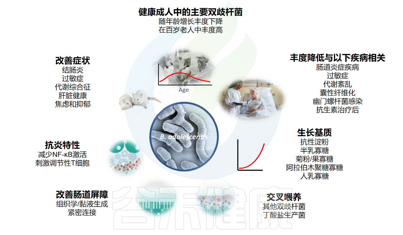 青春双歧杆菌(Bifidobacterium adolescentis)——功能性食品和微生物疗法中的明星菌种 – 谷禾健康