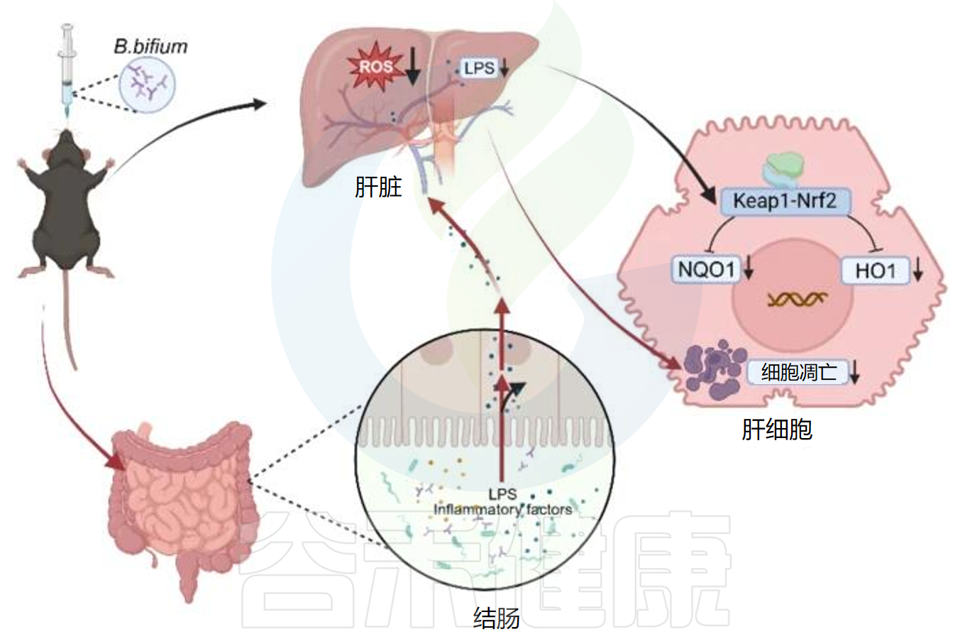 认识两歧双歧杆菌(Bifidobacterium bifidum)及其健康益处 – 谷禾健康