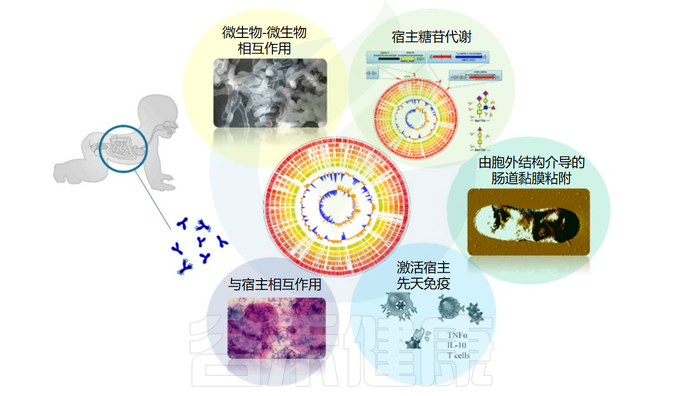 认识两歧双歧杆菌(Bifidobacterium bifidum)及其健康益处 – 谷禾健康