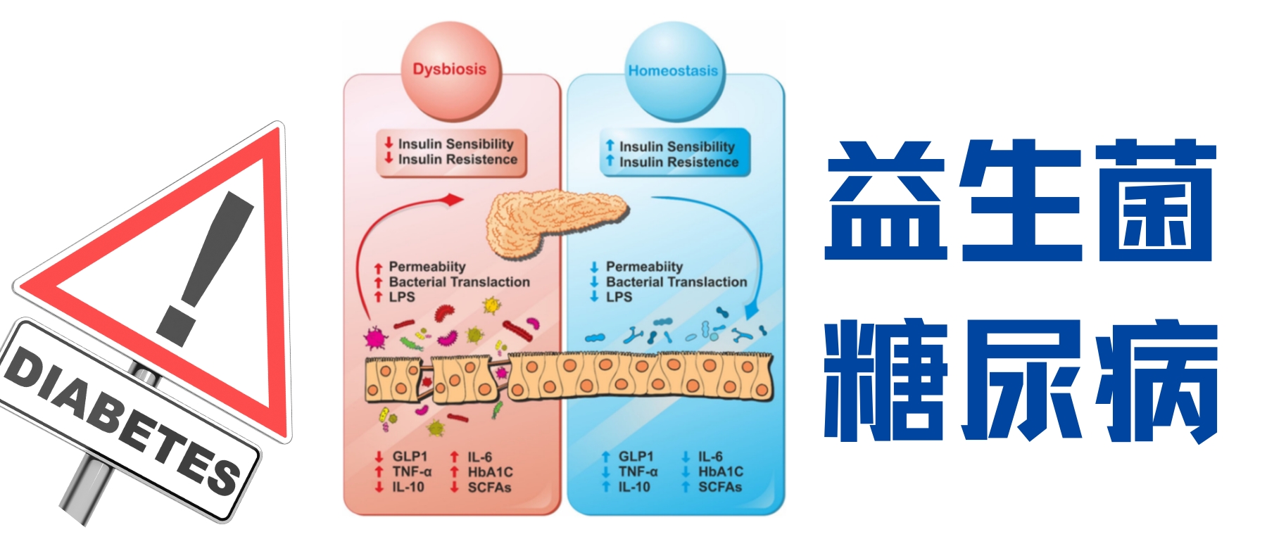 糖尿病– 谷禾健康